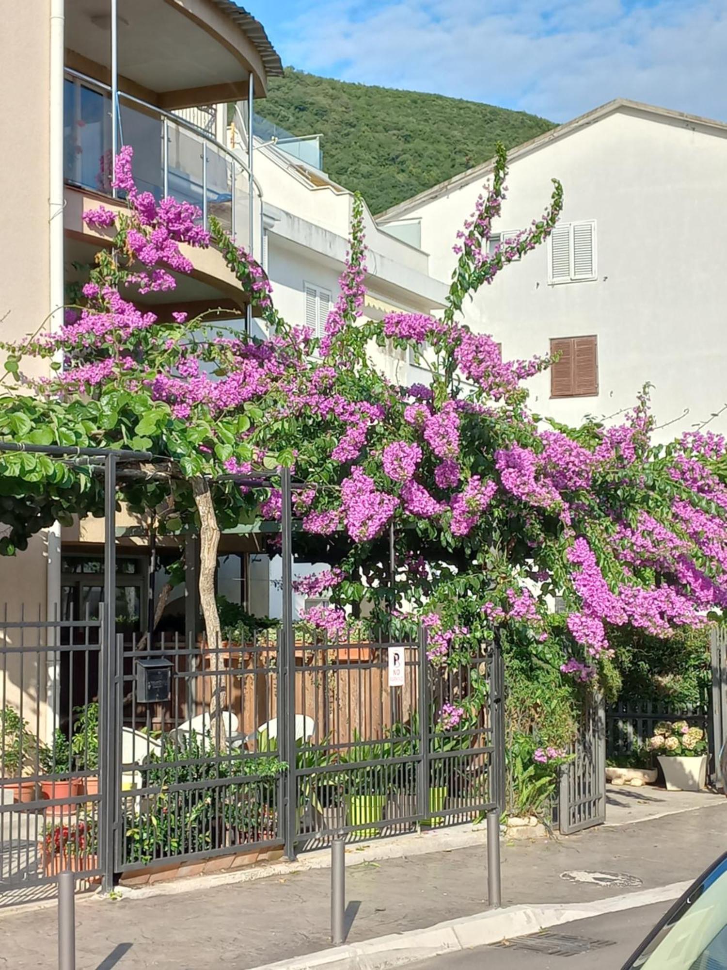 Egon Apartments Budva Exterior foto